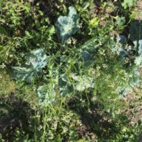 NNBlumenkohlFenchel 2026-06-29 16.57.